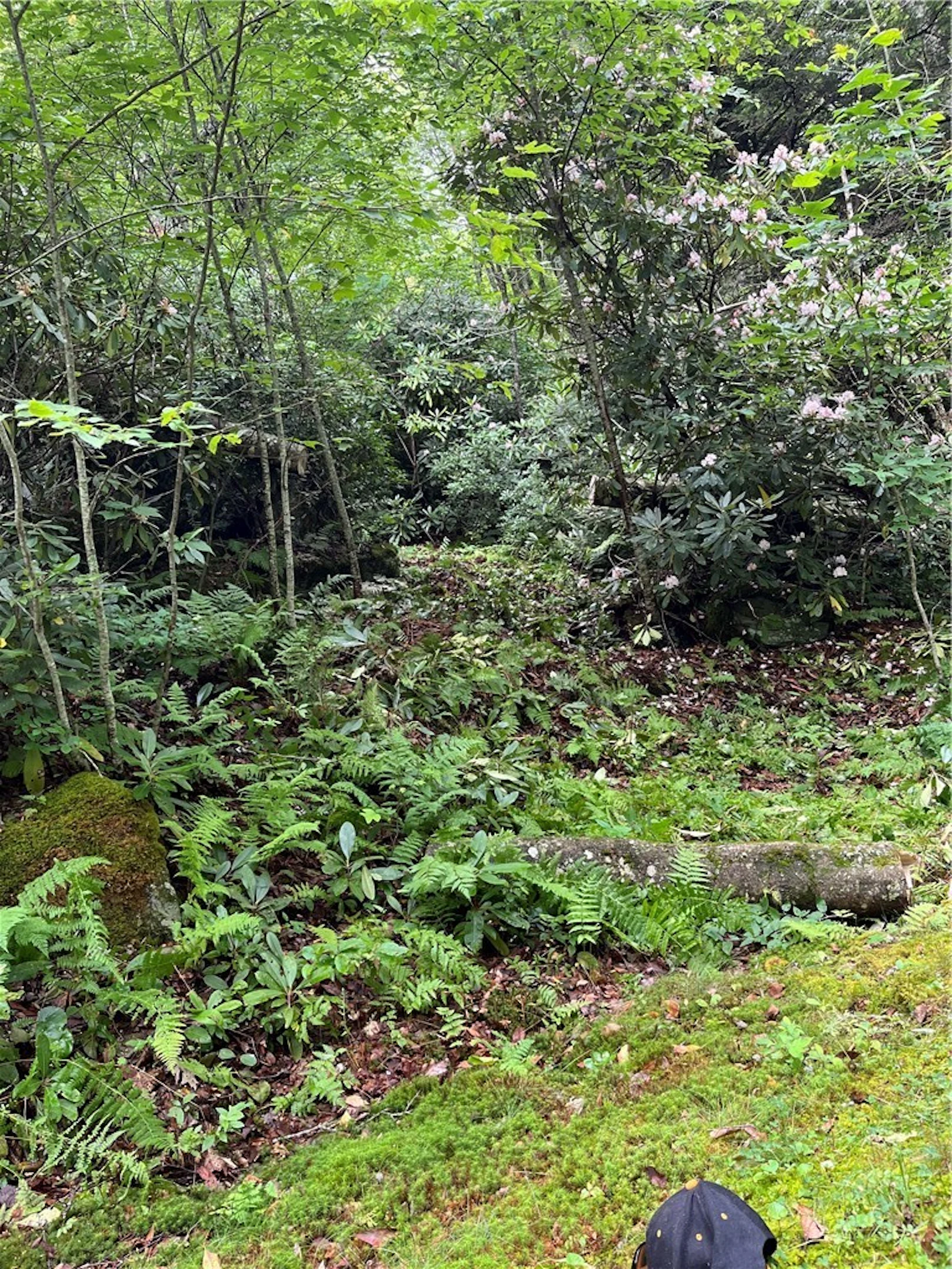 Image number 8 for the current listing