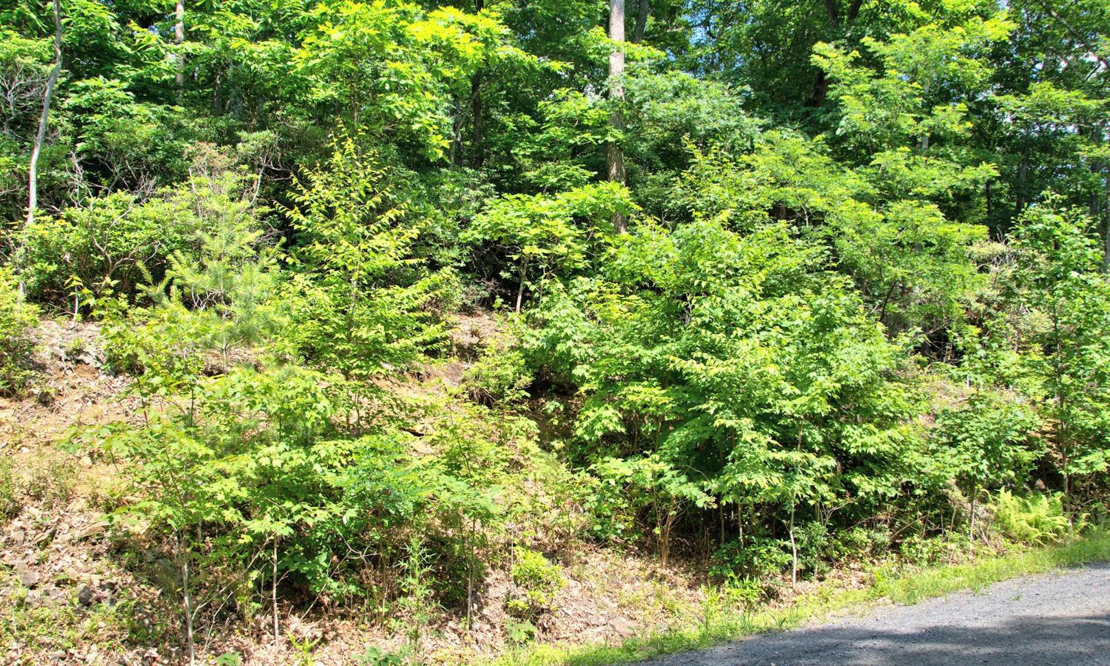 Image number 1 for the current listing