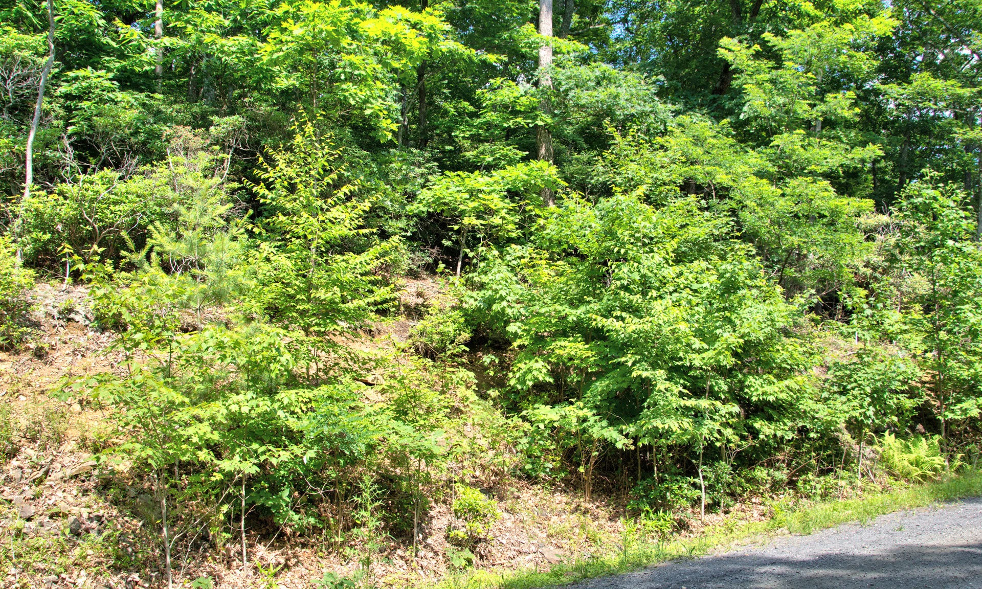 Image number 1 for the current listing