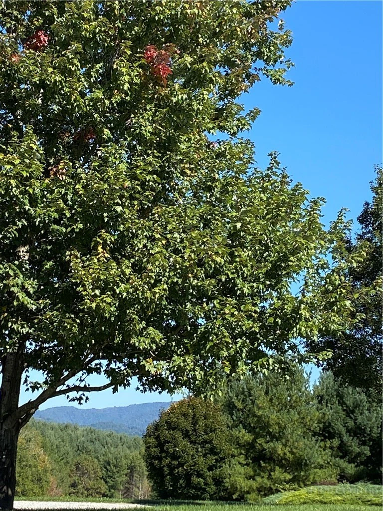 Image number 3 for the current listing