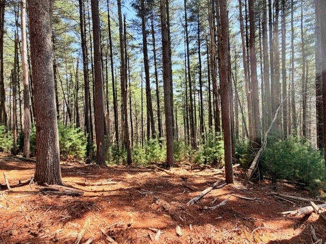Image number 4 for the current listing