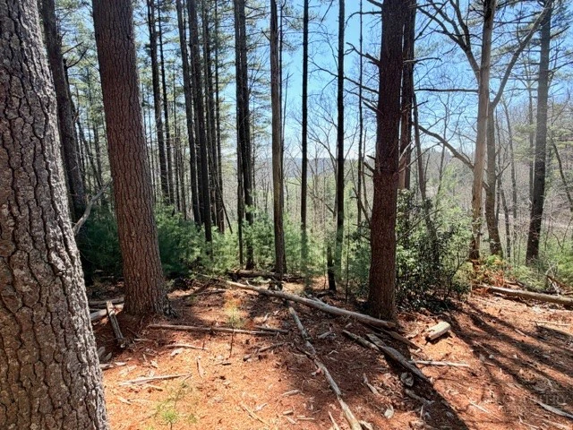 Image number 7 for the current listing