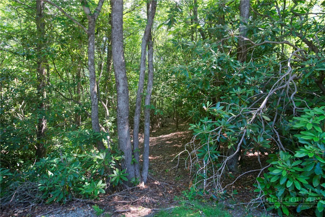 Image number 2 for the current listing