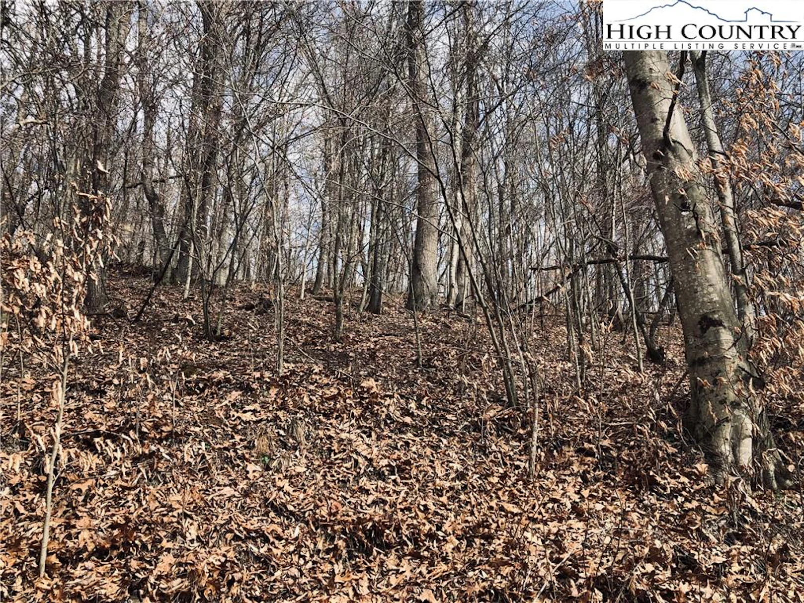 Image number 1 for the current listing
