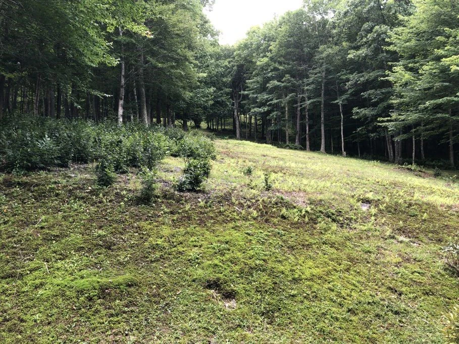 Image number 2 for the current listing