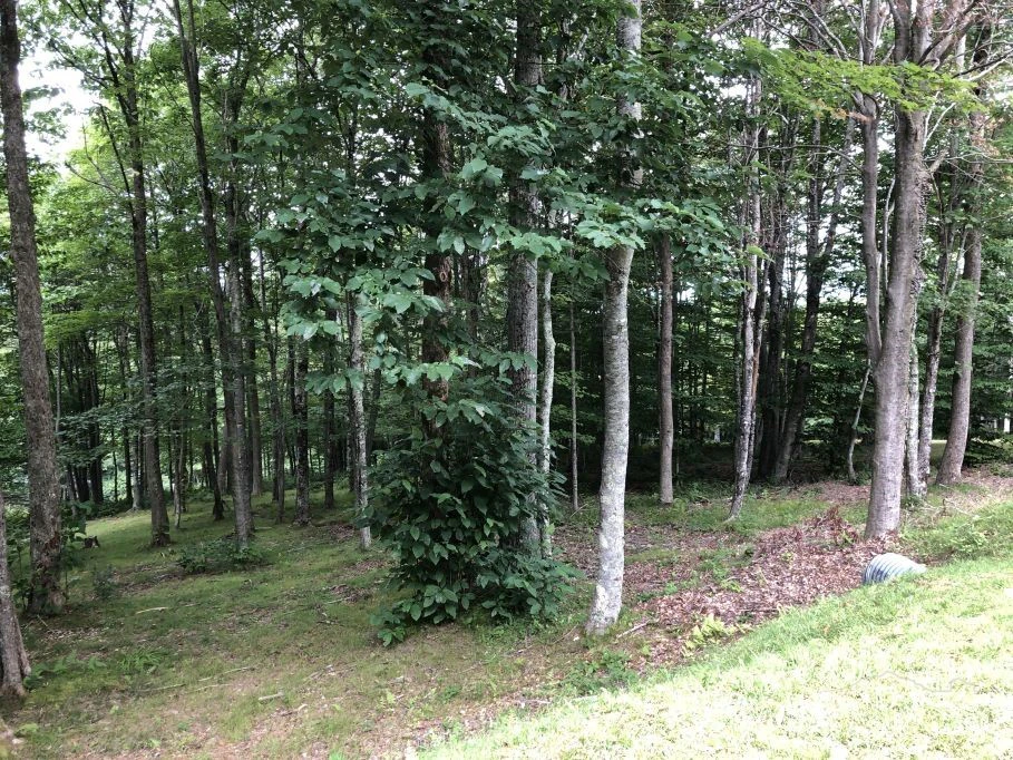 Image number 4 for the current listing