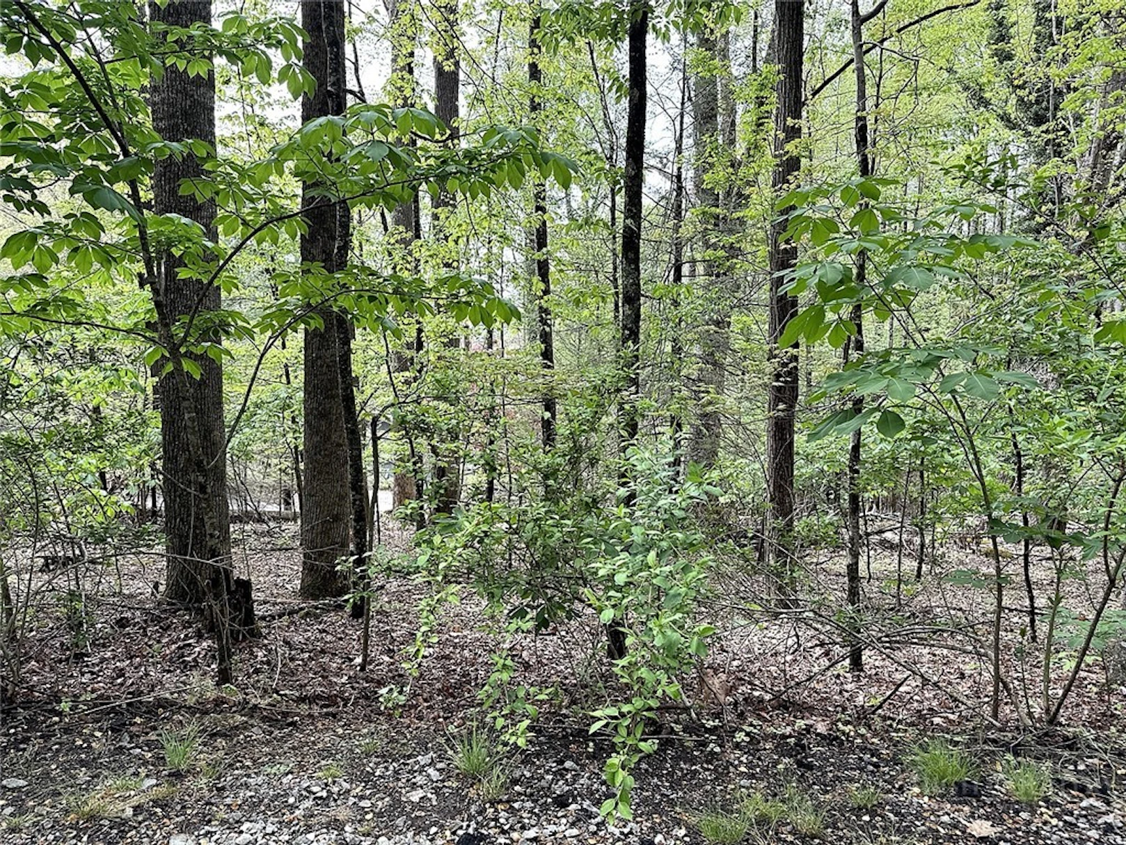 Image number 6 for the current listing
