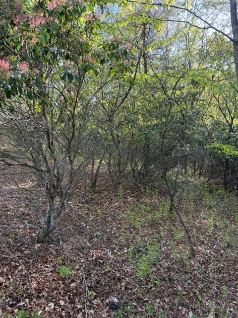 Image number 2 for the current listing