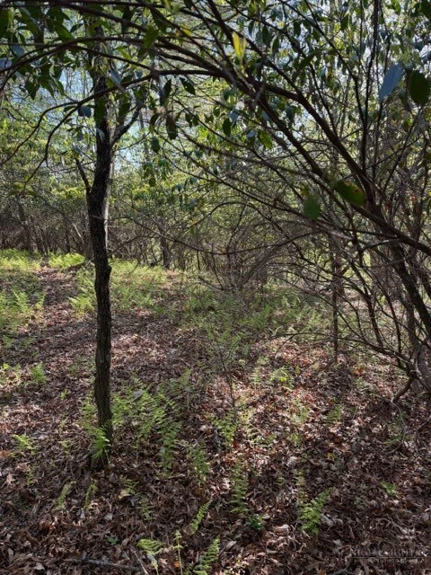 Image number 5 for the current listing