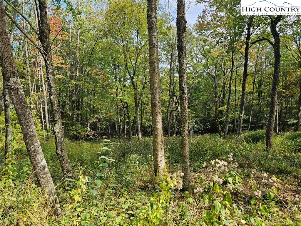 Image number 1 for the current listing