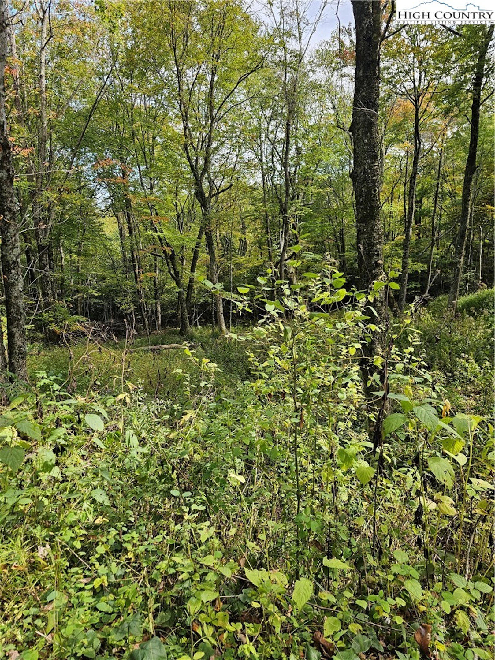 Image number 6 for the current listing