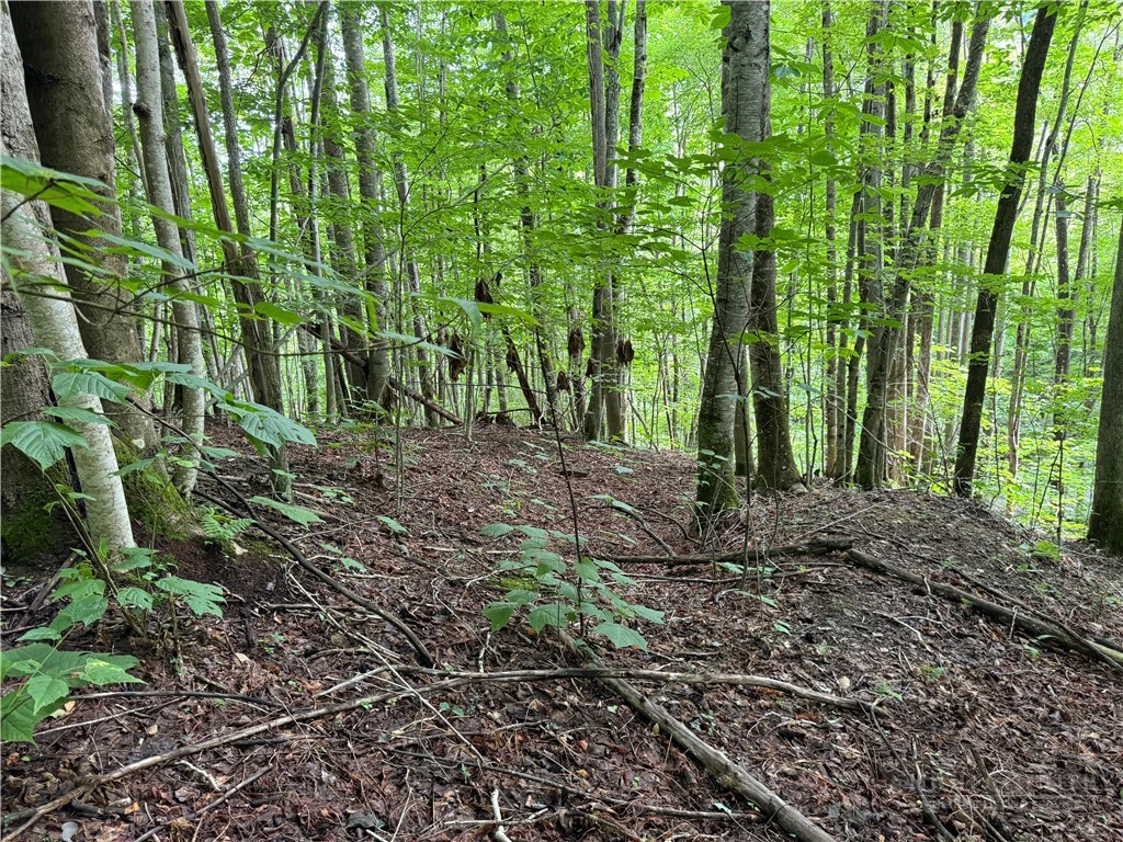 Image number 1 for the current listing