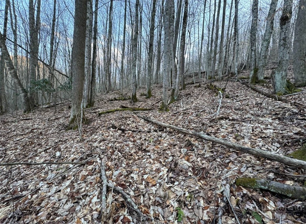 Image number 4 for the current listing