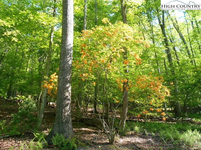 Image number 4 for the current listing