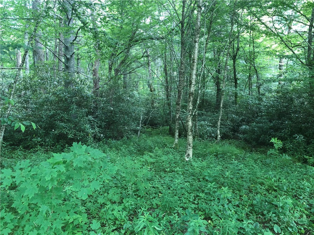 Image number 4 for the current listing