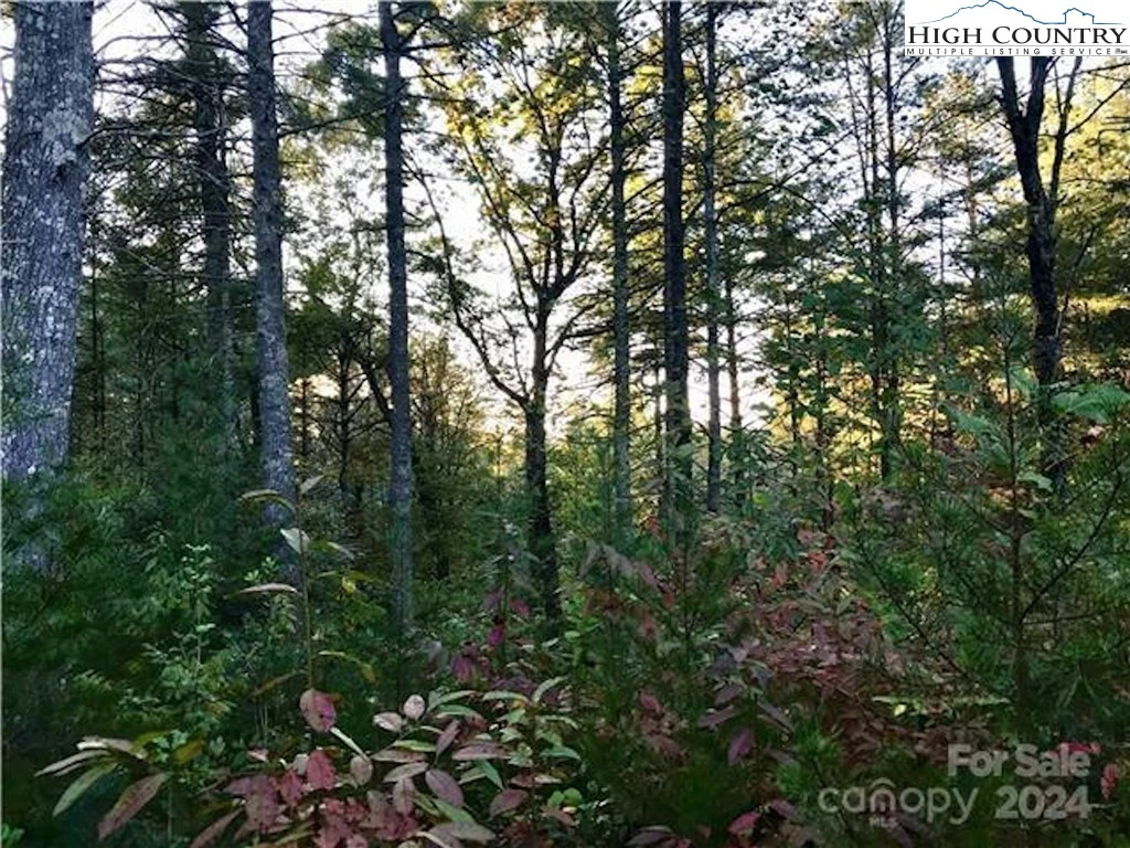 Image number 1 for the current listing