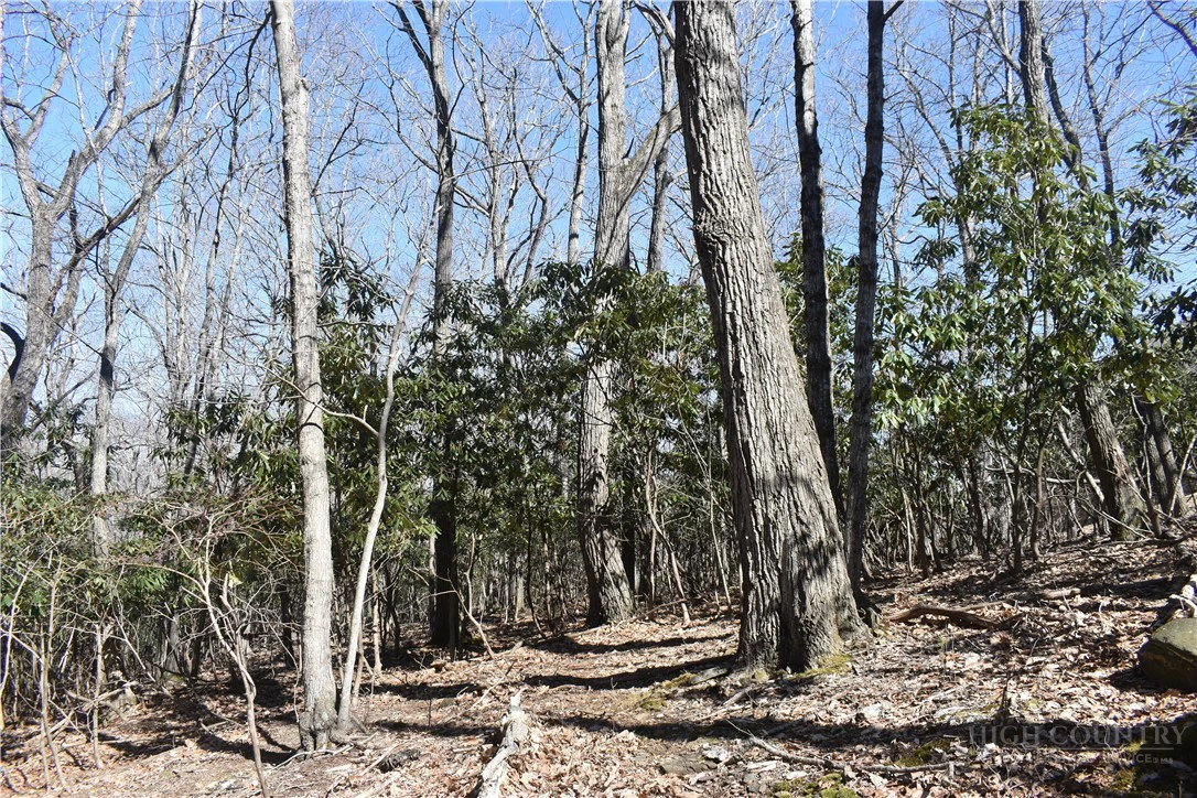 Image number 2 for the current listing