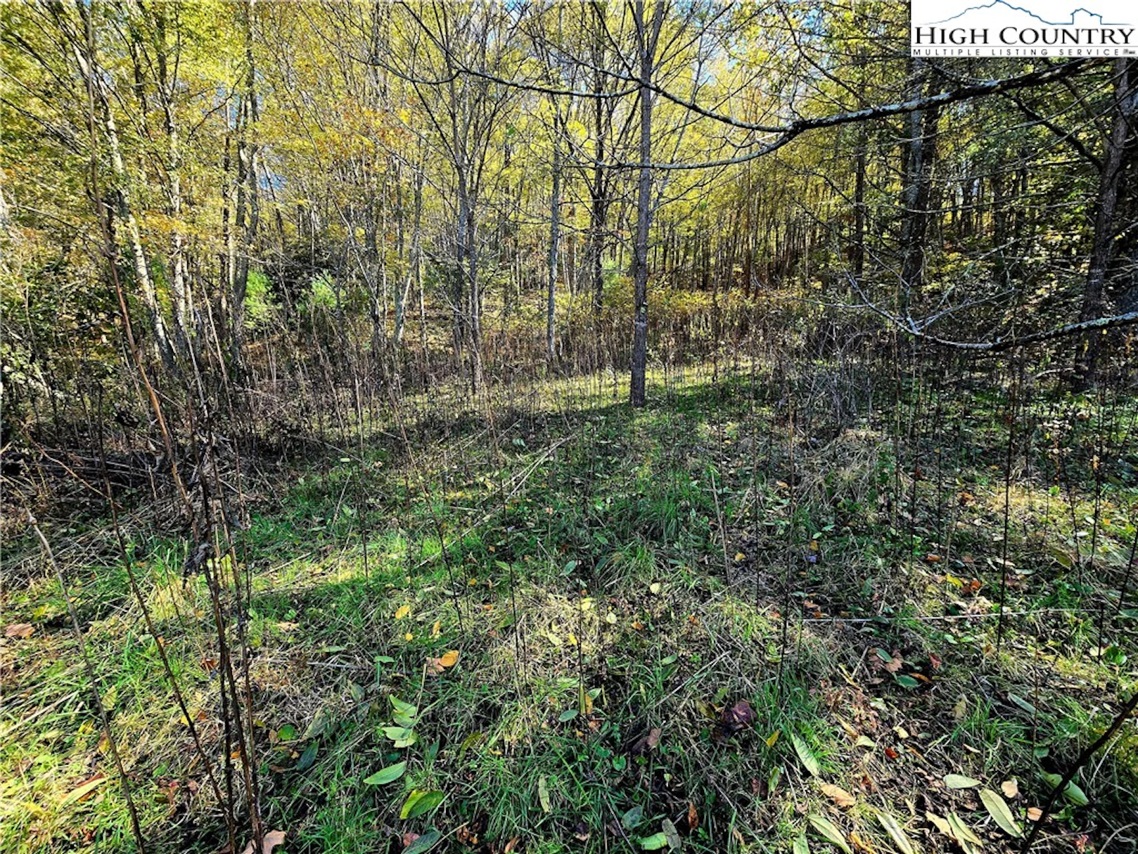 Image number 4 for the current listing