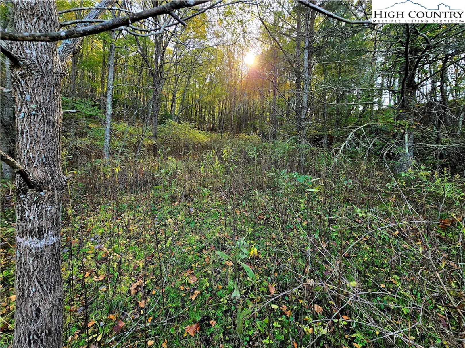 Image number 5 for the current listing