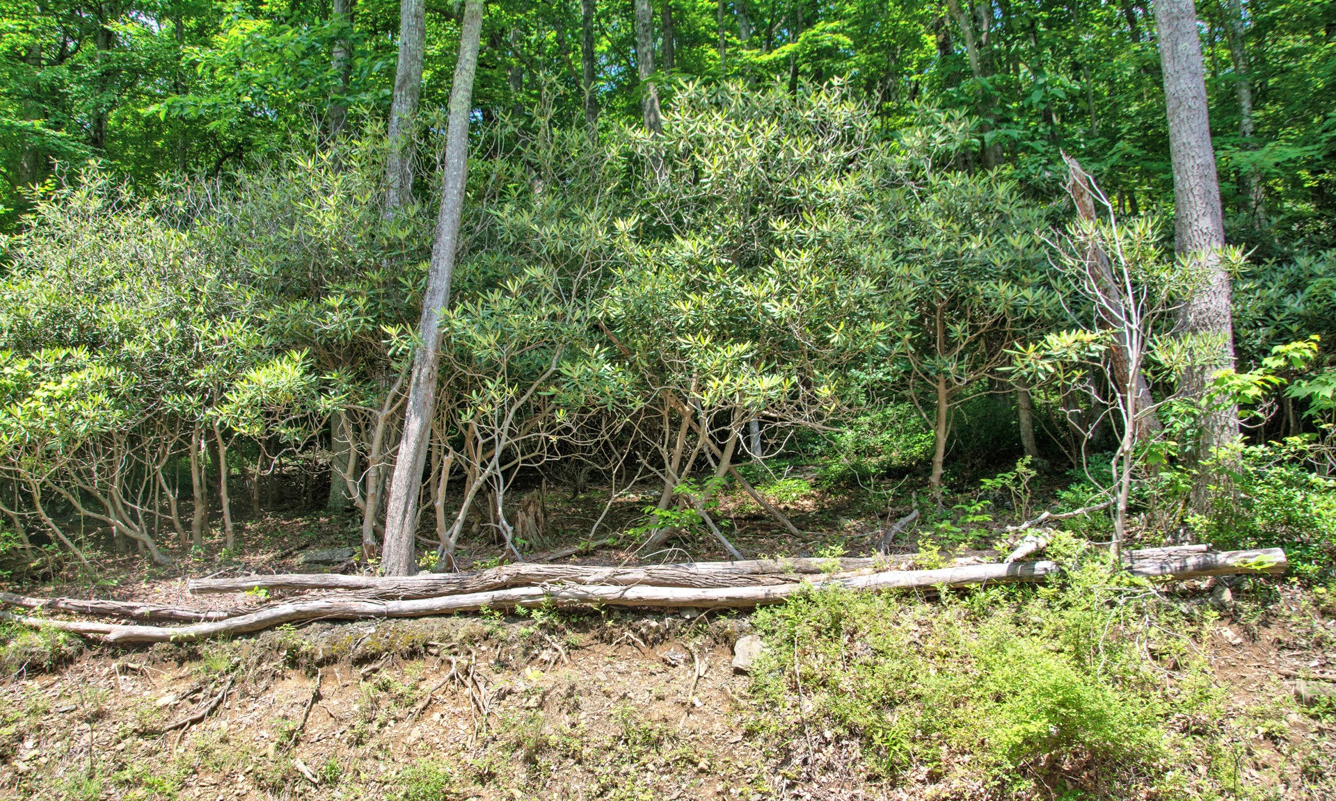 Image number 1 for the current listing