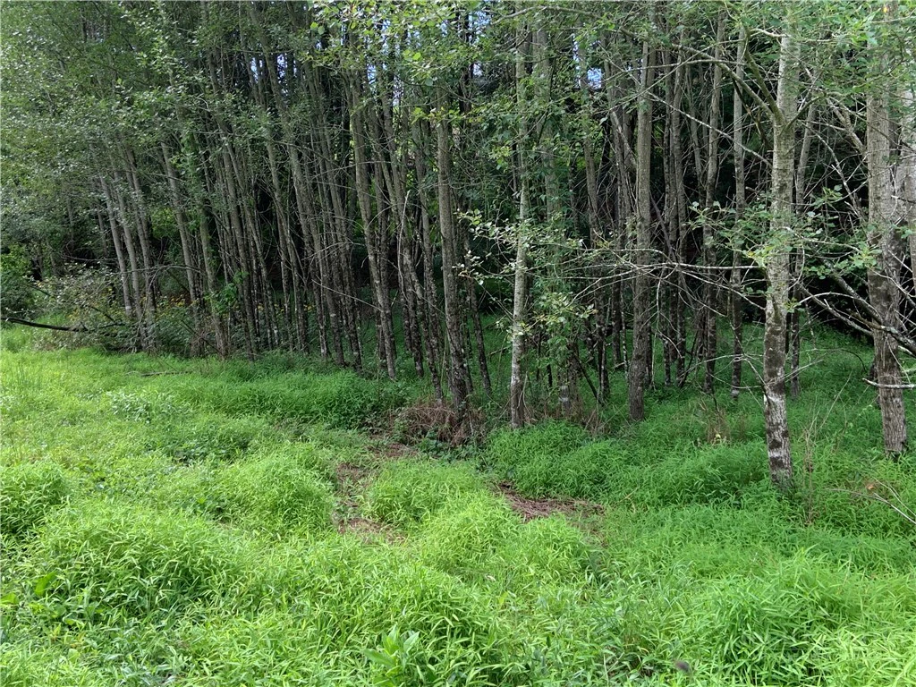 Image number 12 for the current listing