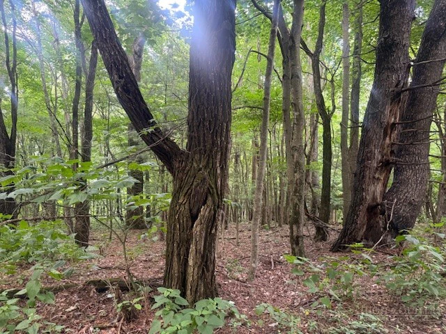 Image number 2 for the current listing