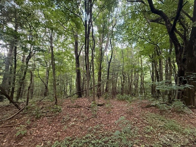 Image number 3 for the current listing