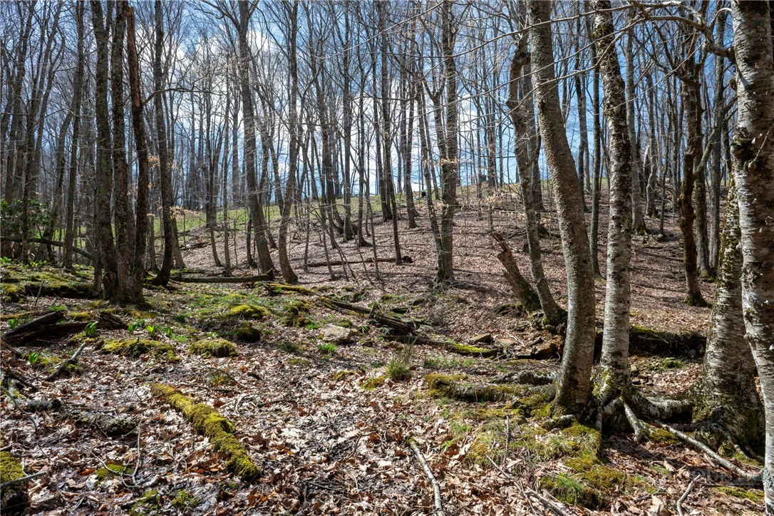 Image number 11 for the current listing