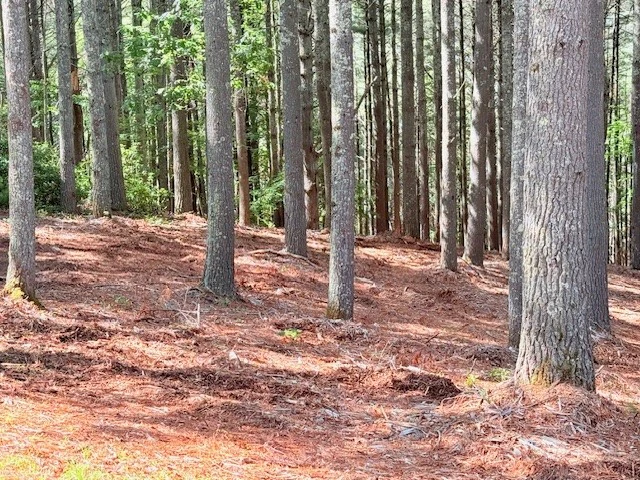 Image number 2 for the current listing