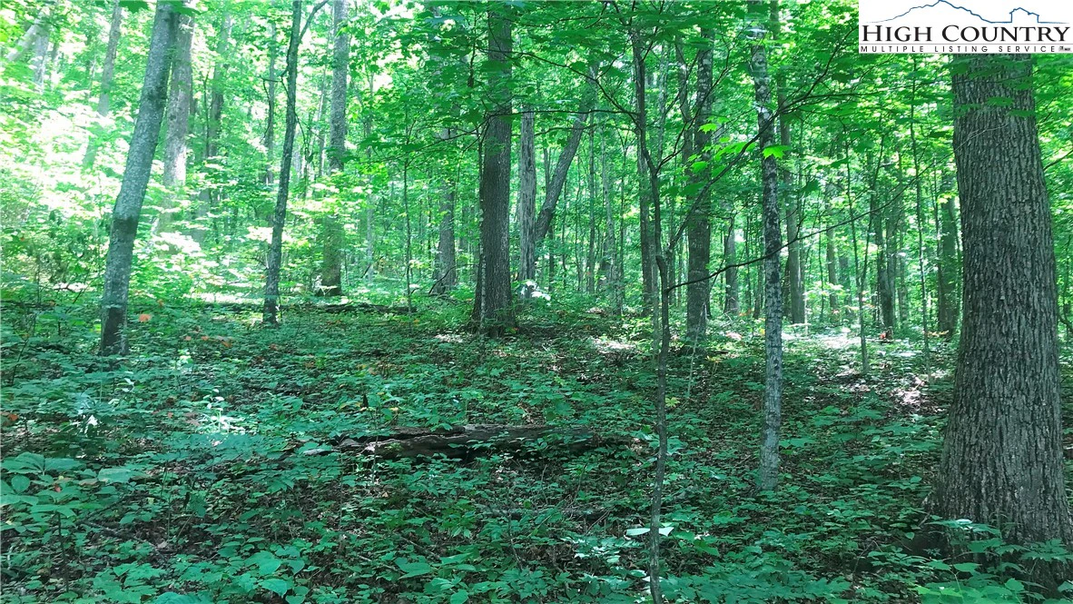 Image number 4 for the current listing