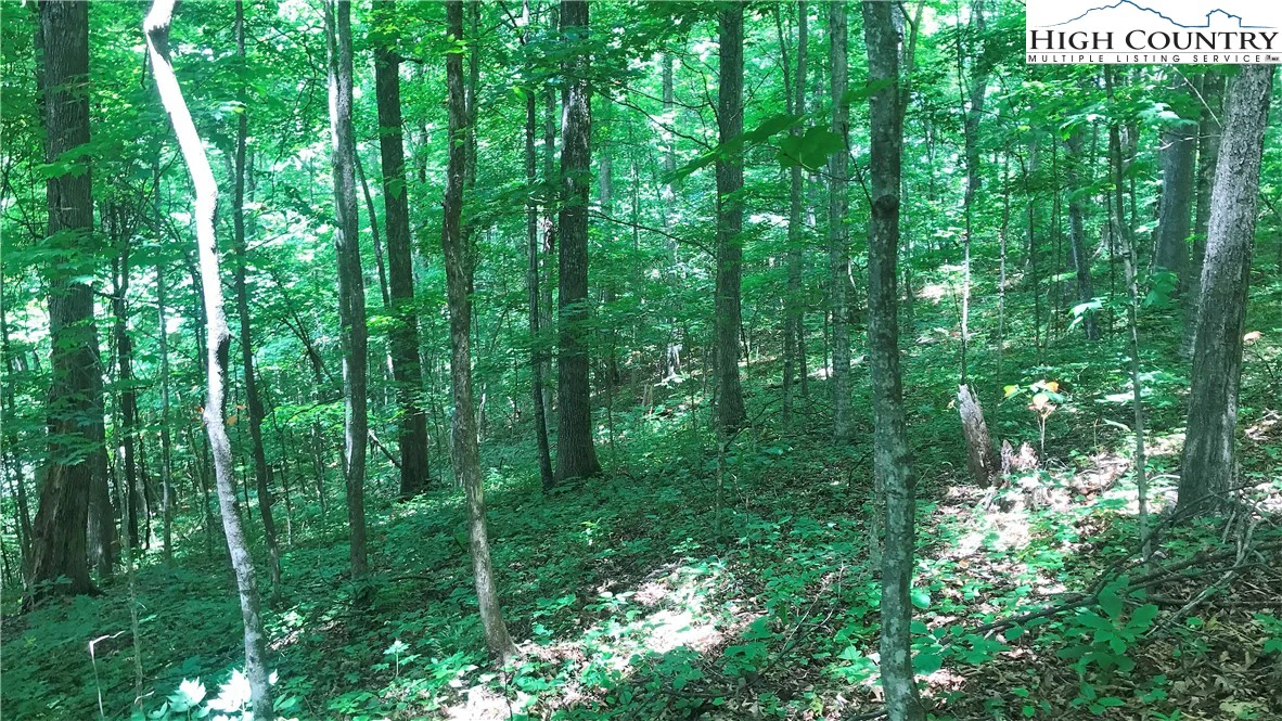 Image number 5 for the current listing