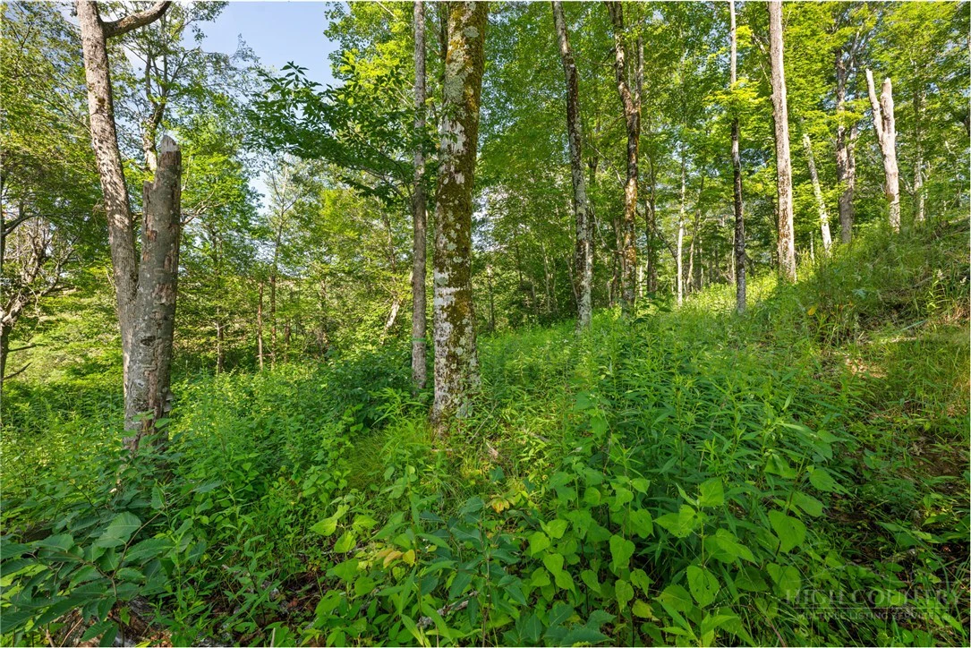 Image number 17 for the current listing