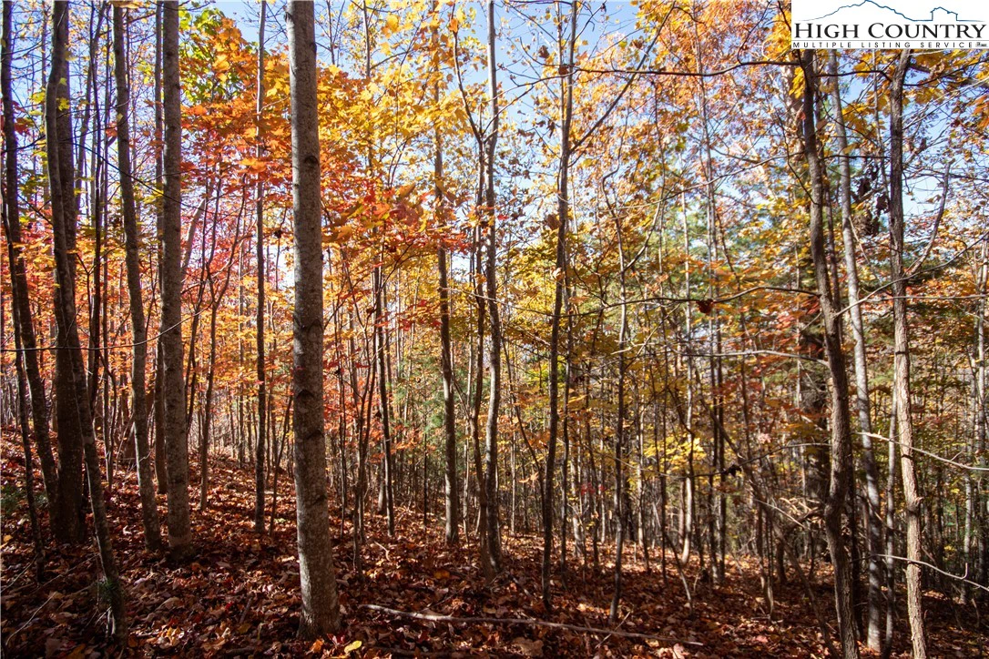 Image number 11 for the current listing