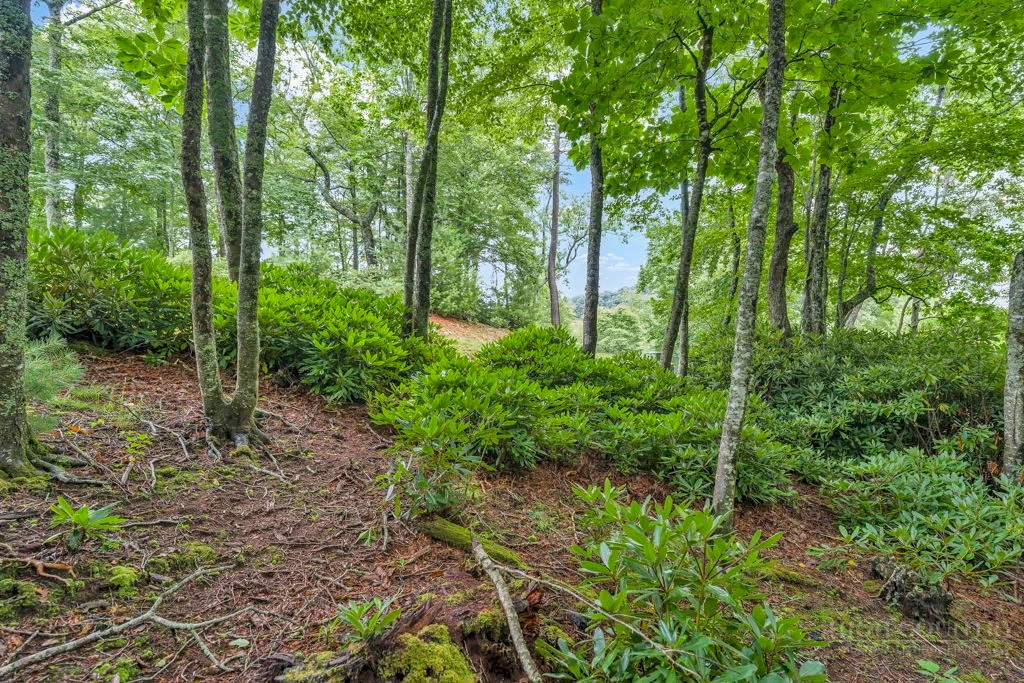 Image number 12 for the current listing