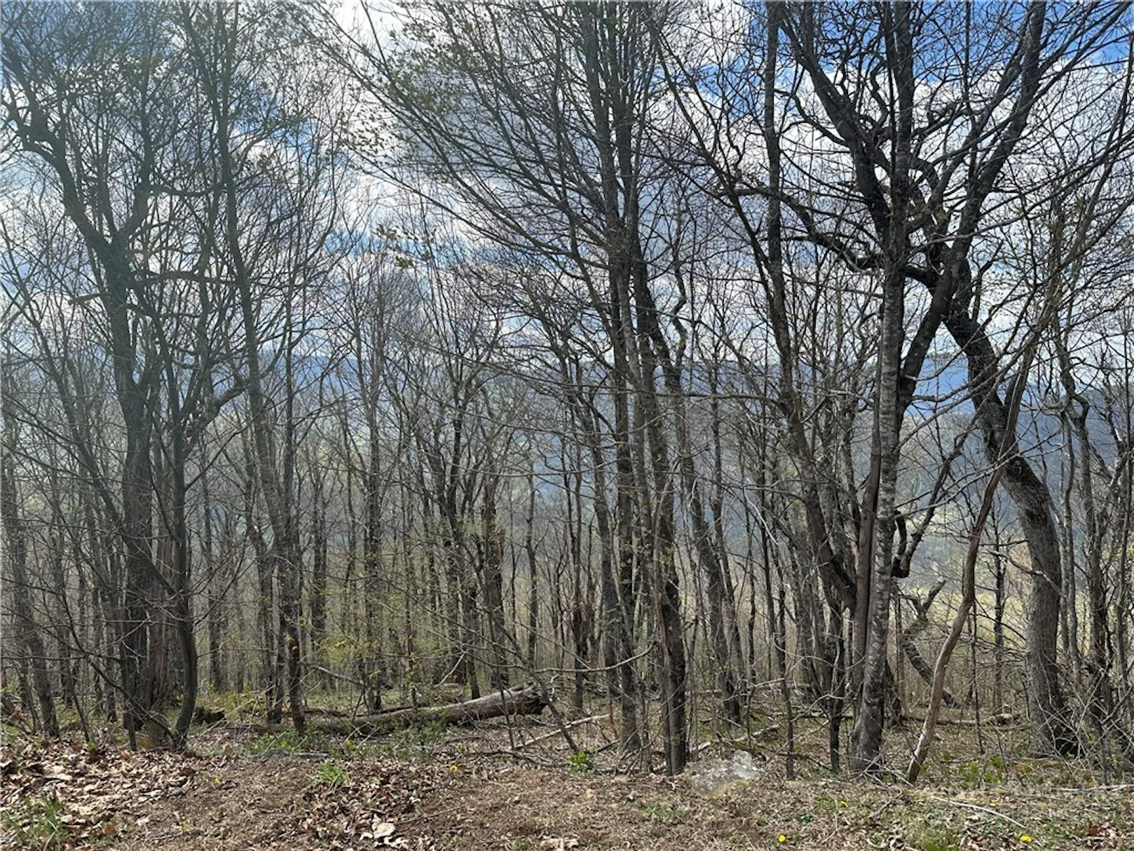 Image number 1 for the current listing
