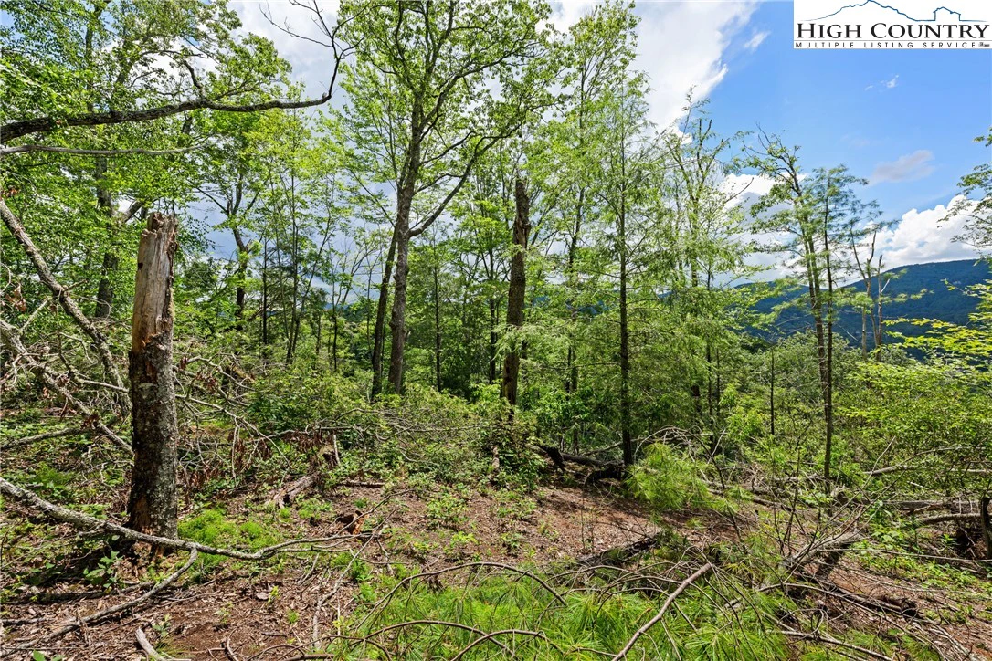 Image number 7 for the current listing