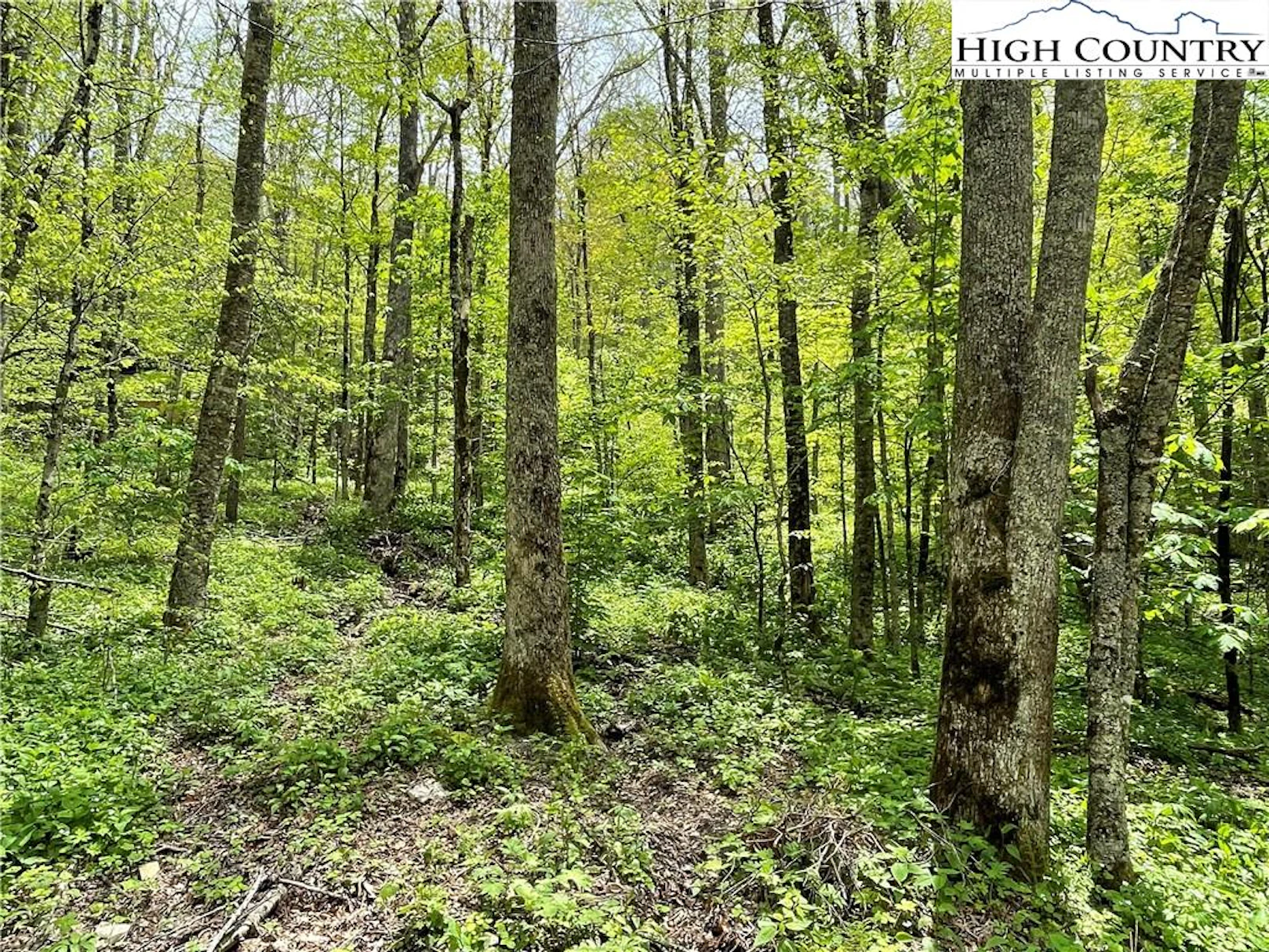 Image number 1 for the current listing