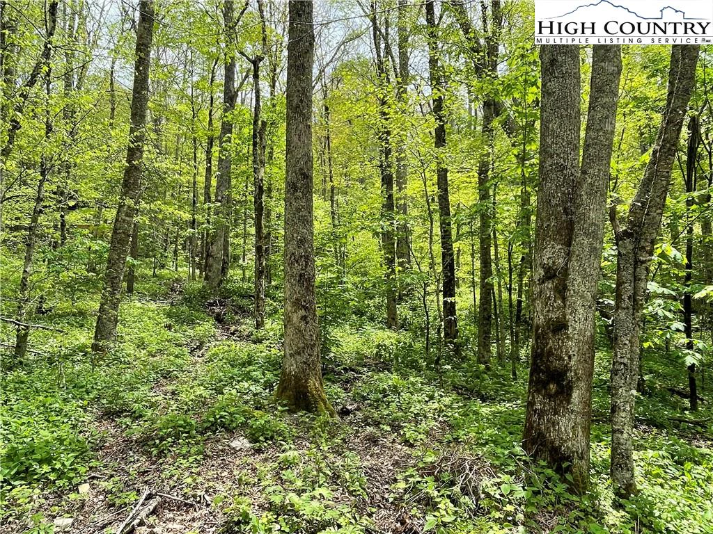 Image number 1 for the current listing