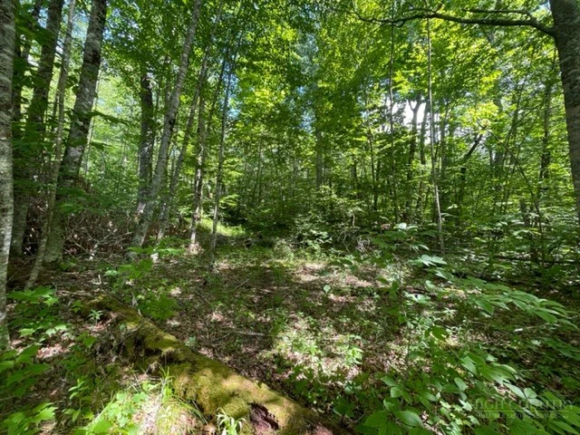Image number 3 for the current listing