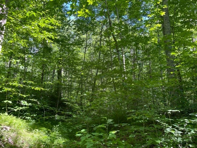 Image number 4 for the current listing