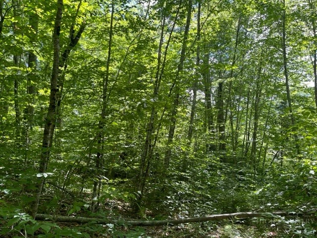 Image number 5 for the current listing