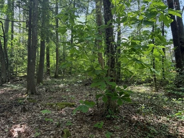 Image number 10 for the current listing