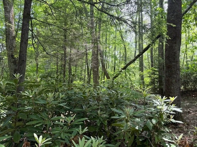 Image number 11 for the current listing