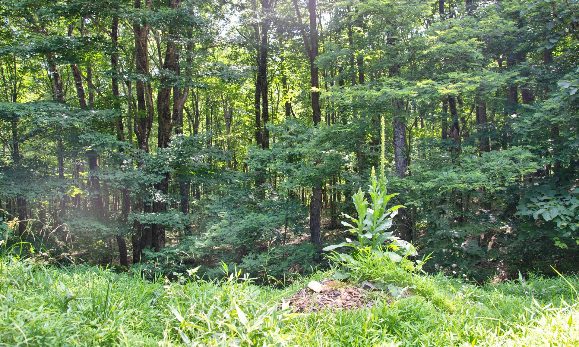 Image number 1 for the current listing