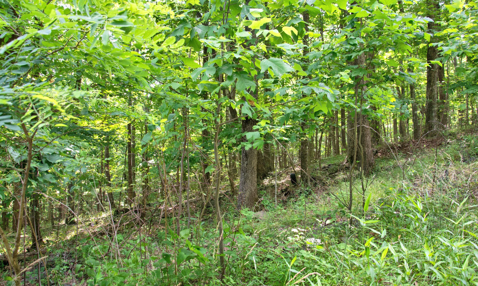 Image number 1 for the current listing