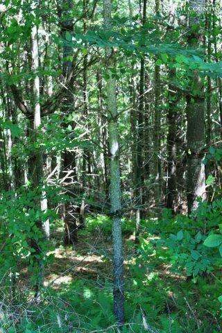 Image number 9 for the current listing