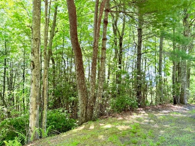 Image number 14 for the current listing