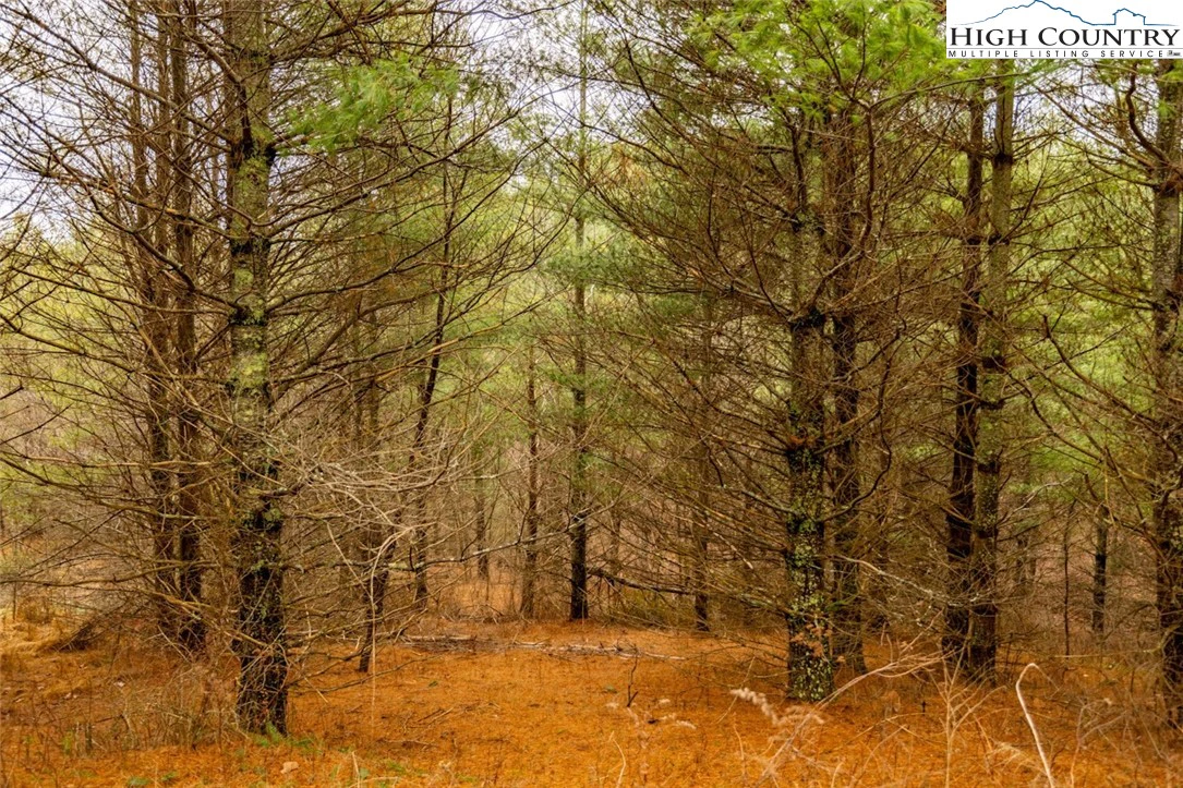 Image number 1 for the current listing