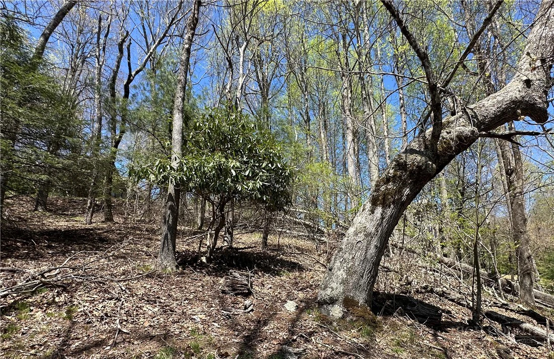 Image number 4 for the current listing