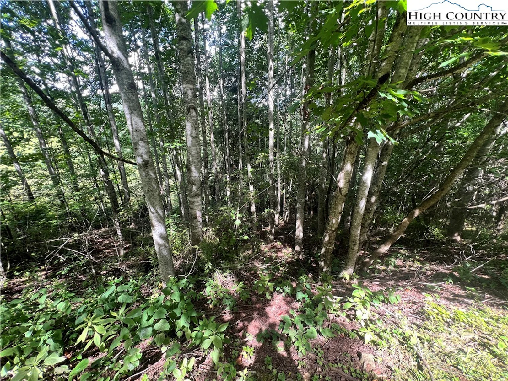 Image number 1 for the current listing